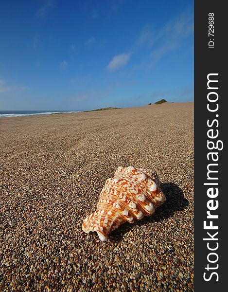 Seashell sitting on the beach. Seashell sitting on the beach