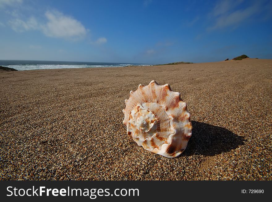 Seashell sitting on the beach. Seashell sitting on the beach