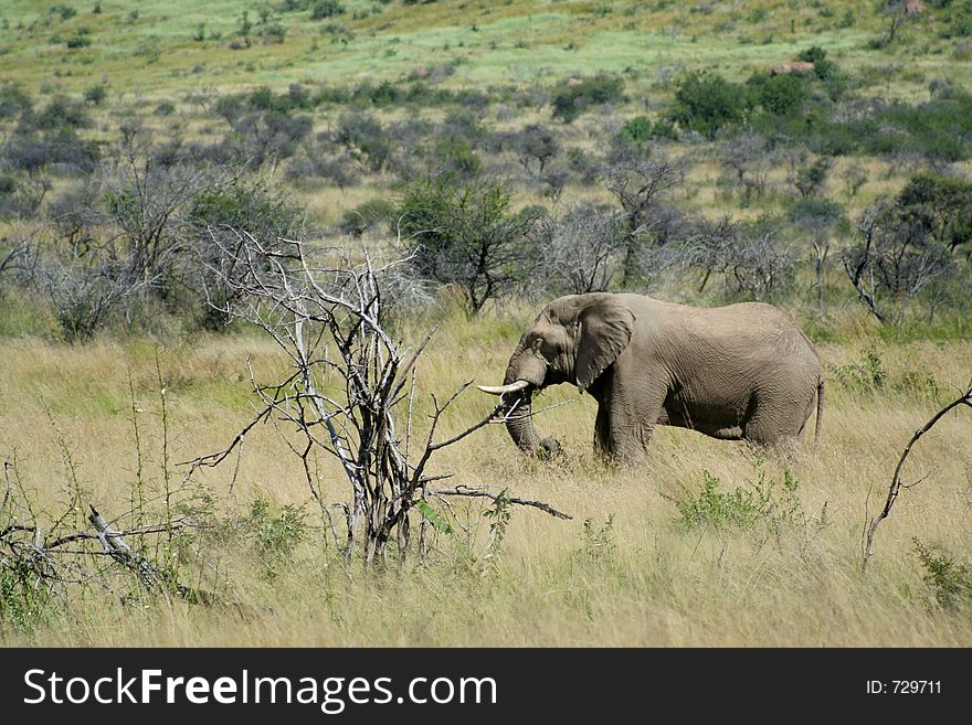 African elephant in the bushveld