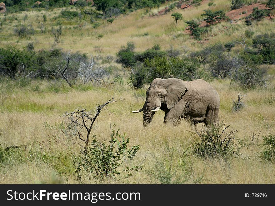 African elephant in the bush