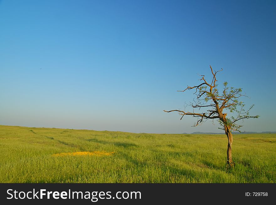 Field with flowers and tree. Field with flowers and tree