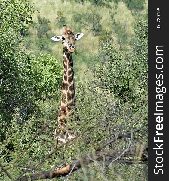 Giraffe looking through the trees