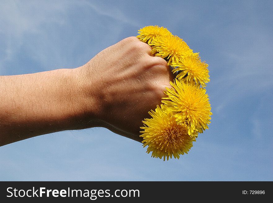 Flowers of blowball in hand against sky. Flowers of blowball in hand against sky