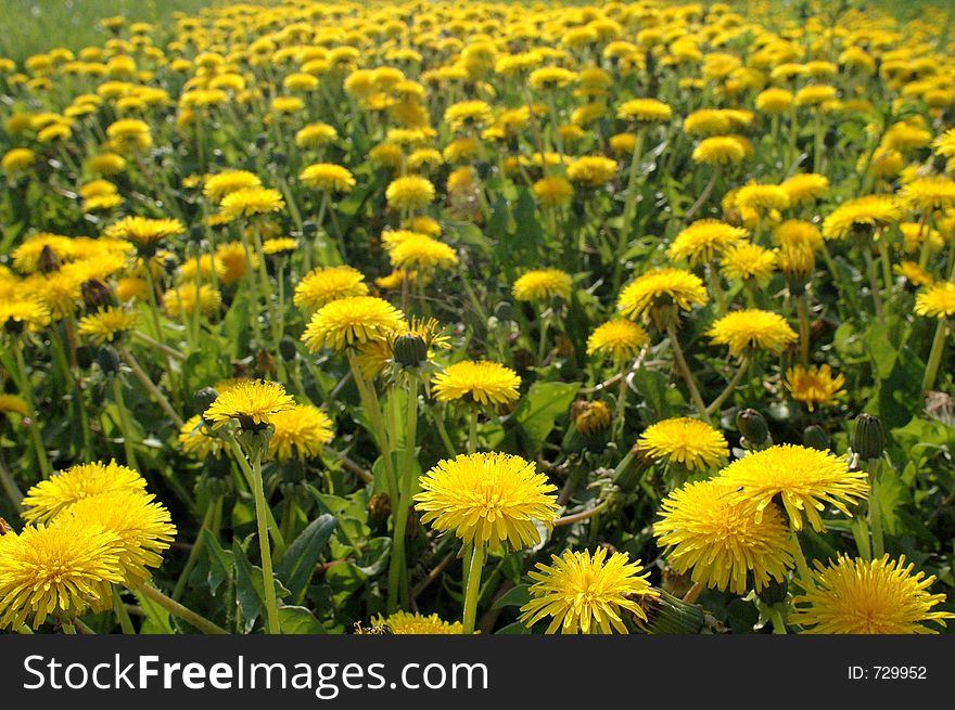 Blowballs on meadow. Blowballs on meadow