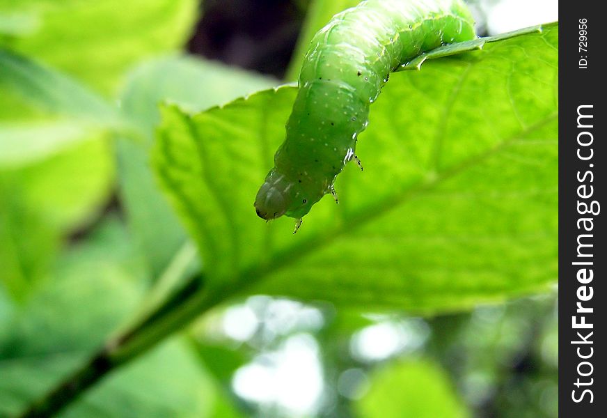 Caterpillar