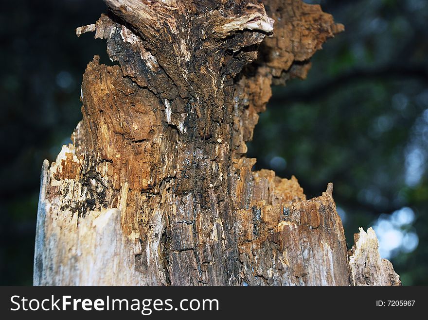 Damaged weathered wood without a bark. Damaged weathered wood without a bark