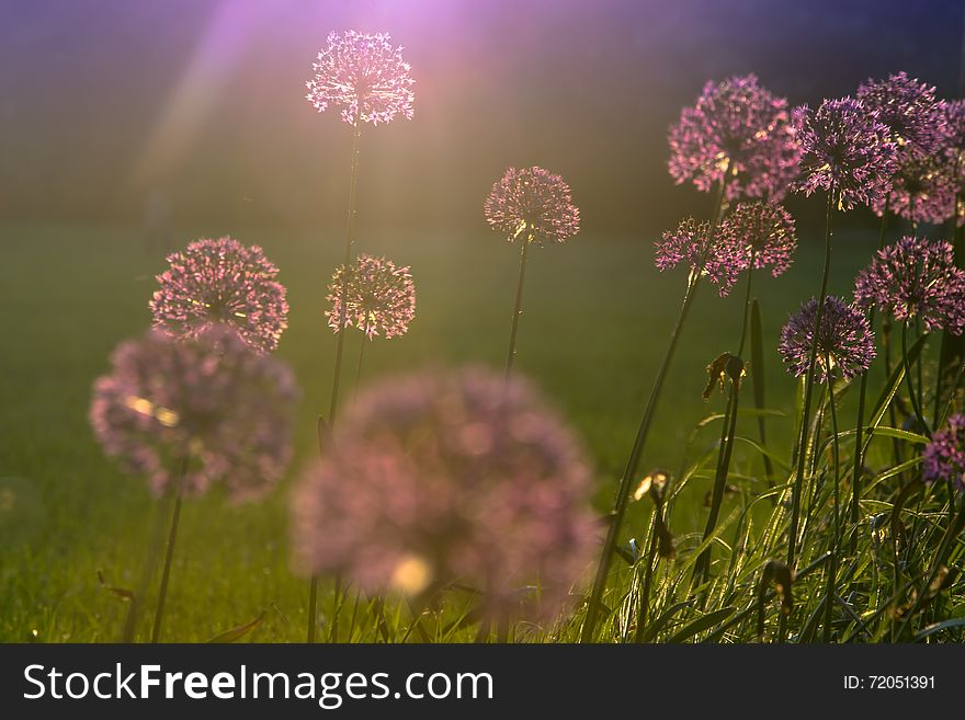 Flower , Czech Republic, Pardubice City