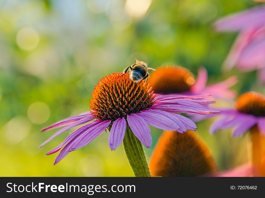 Shaggy bumblebee collects a nectar. Shaggy bumblebee collects a nectar