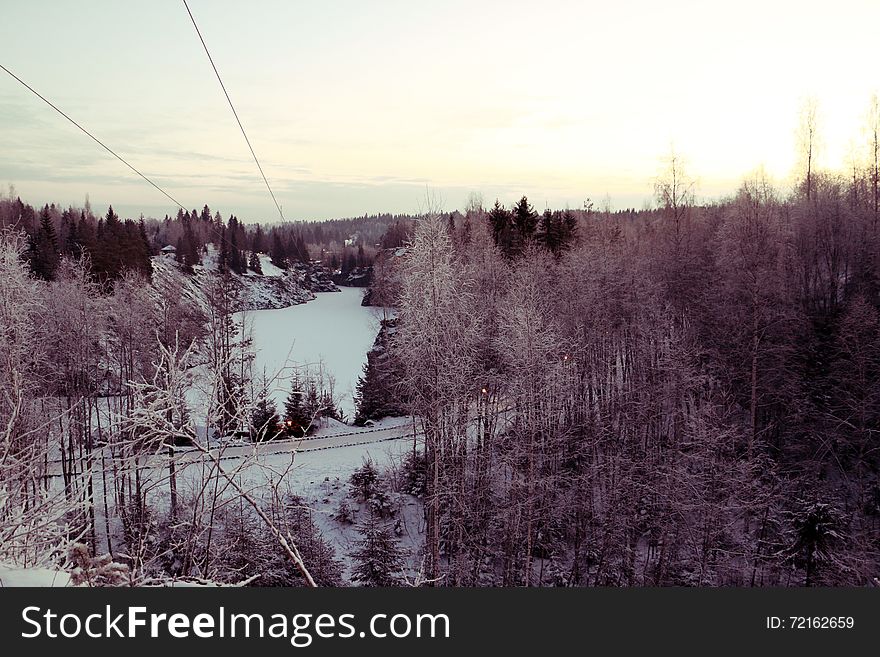 Trees In Cold Winter Day