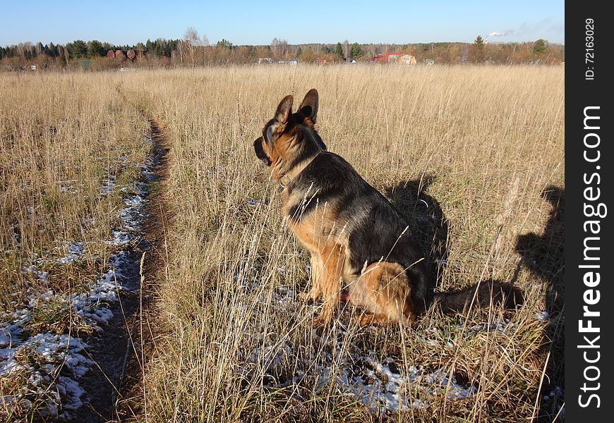 German shepherd dog in sunny autumn day