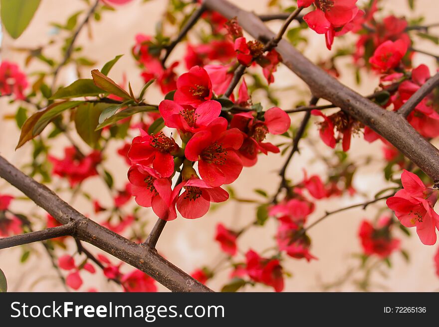 Branch with red blossom and leafs