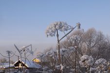 Trees In Cold Winter Day Stock Photo Trees In Cold Winter Day Stock Photo