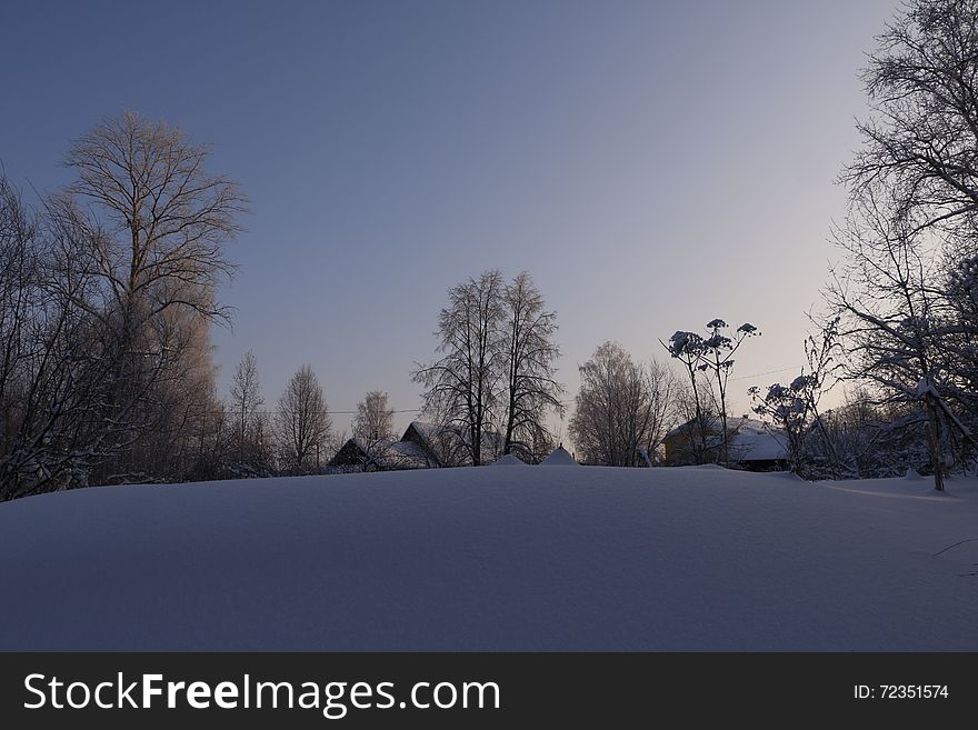 Trees in cold winter day and snow