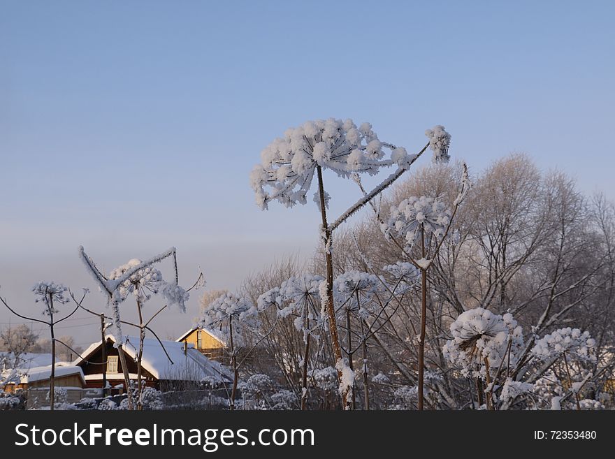 Trees In Cold Winter Day