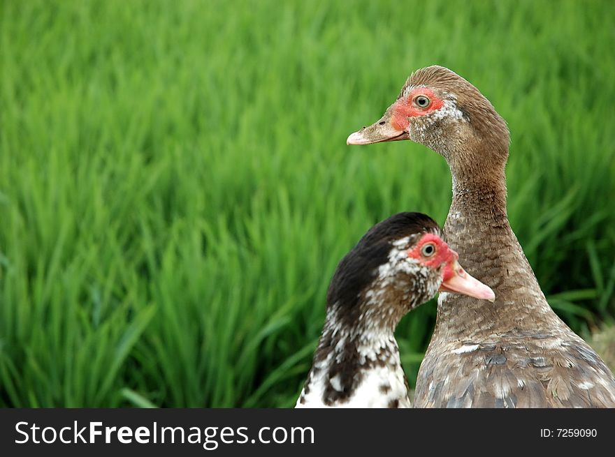 A group of ducks in the side of ricefield