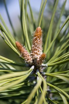 Details Of Plant Fir Cone Royalty Free Stock Images