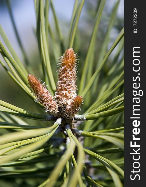 Close up of fir cone on plant showing needles. Close up of fir cone on plant showing needles.