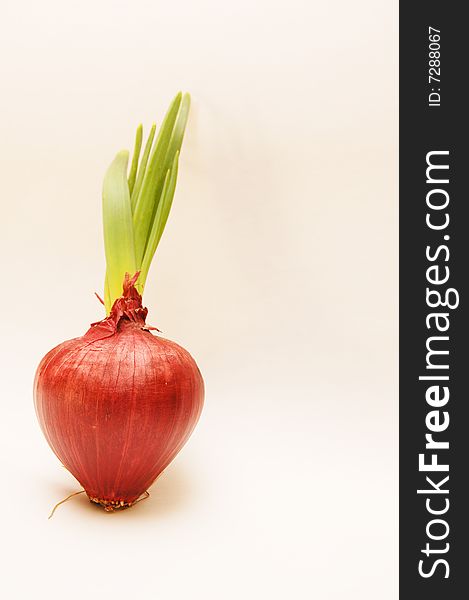 Red onion close up on white background