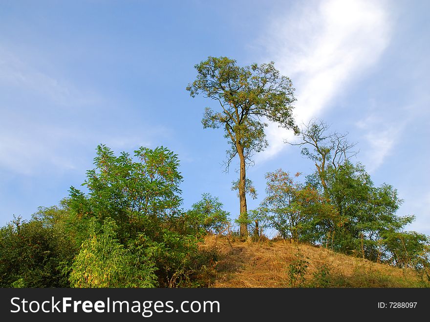 Agricultural landscape, trees and blue sky. Agricultural landscape, trees and blue sky