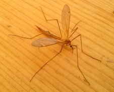 Dangerous Large Mosquito Royalty Free Stock Photography Dangerous Large Mosquito Royalty Free Stock Photography