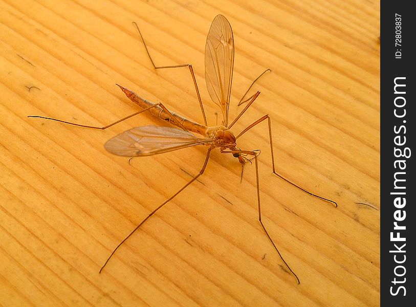 Dangerous large mosquito