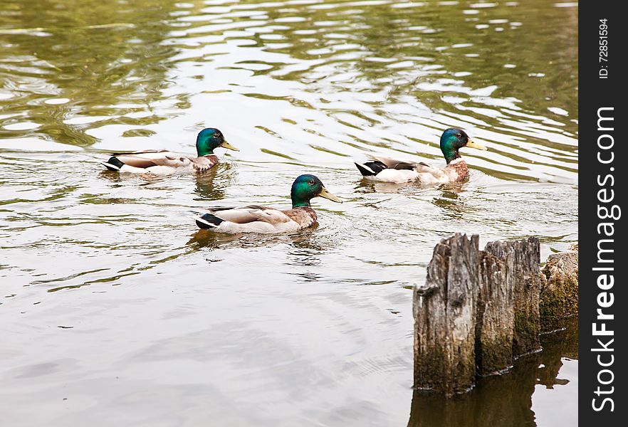 Three Ducks Swimming In A Pond