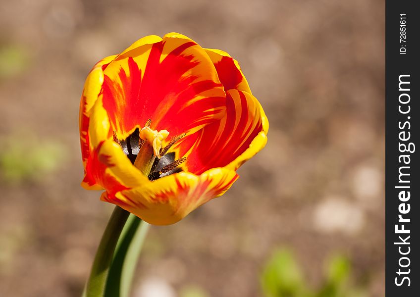 Bright red and yellow tulip closeup