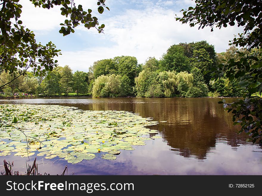 Lake Landscape With Water Lilies