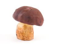 Mushroom On Isolated Royalty Free Stock Images