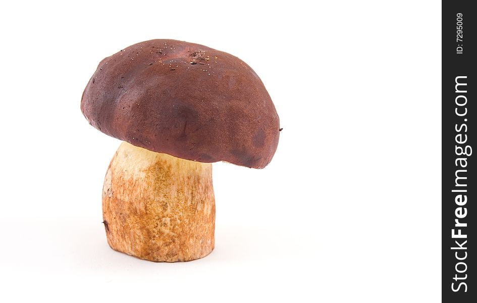 Mushroom isolated on a white background. Mushroom isolated on a white background
