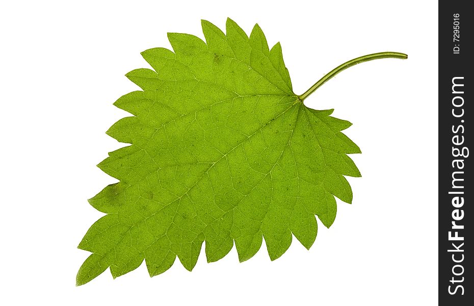 Fresh green nettle isolated on a white