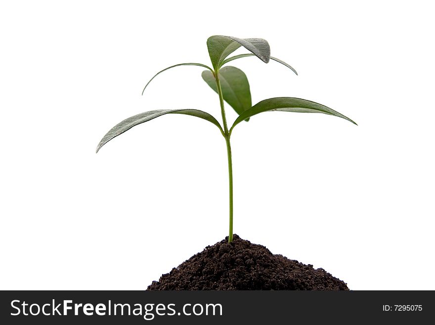 Green plant in growth isolated on white. Green plant in growth isolated on white