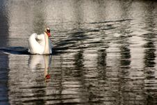 Swans Royalty Free Stock Photography Swans Royalty Free Stock Photography