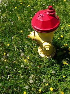 Fire Hydrant Surrounded By Grass And Dandelions Royalty Free Stock Image Fire Hydrant Surrounded By Grass And Dandelions Royalty Free Stock Image