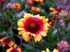 Vibrant Orange Flower Royalty Free Stock Photo Vibrant Orange Flower Royalty Free Stock Photo