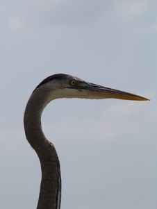 Close-up Of Blue Heron S Head Royalty Free Stock Images