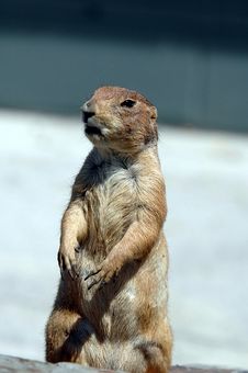 Prairie Dog  7 Stock Image