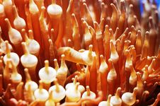 Free Anemone Royalty Free Stock Image - 739576