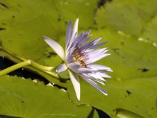 Water Lilly Royalty Free Stock Photos
