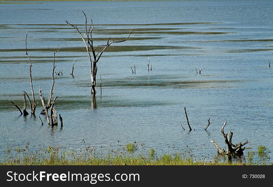 Lake with a deadm tree in it