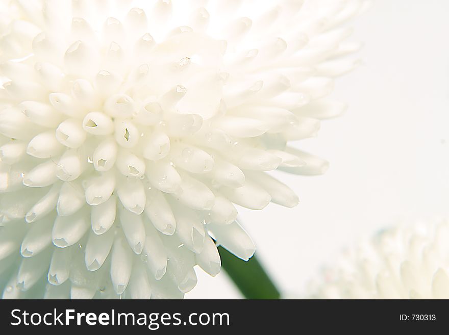 Macro flower photography. Macro flower photography