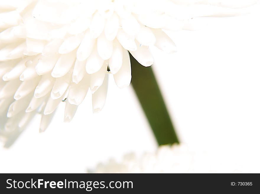 Macro flower photography. Macro flower photography