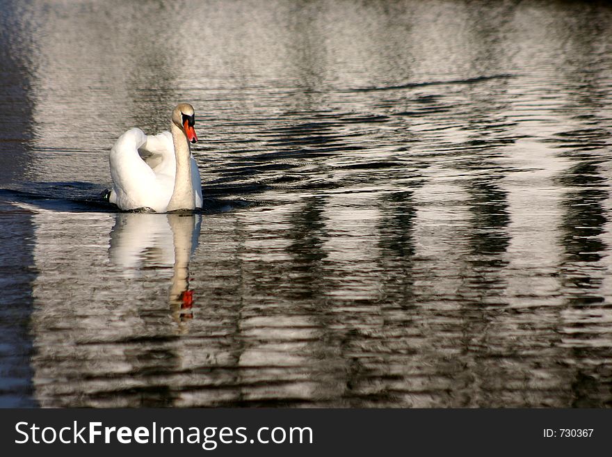 Swans family swimming on a danish lake