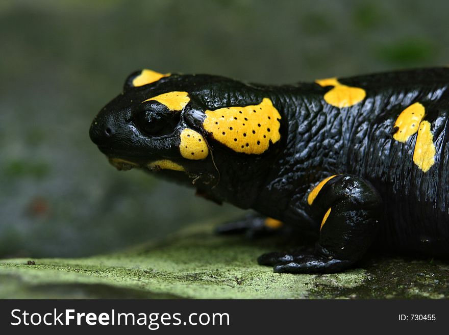 Portrait of a salamander