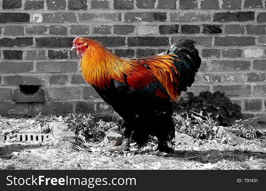 Colorful rooster against black and white wall background. Colorful rooster against black and white wall background