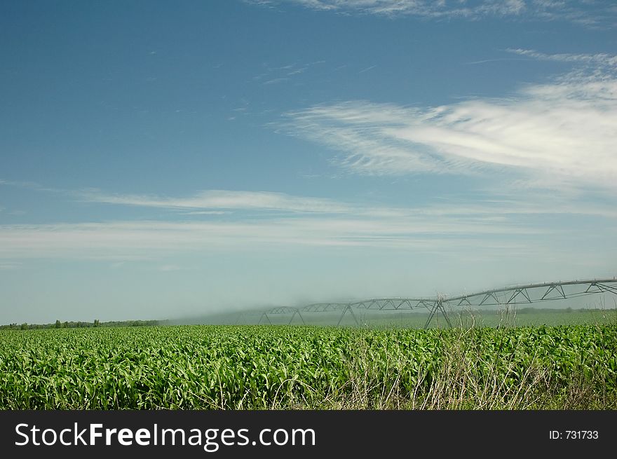 An irrigator sprays water onto the corn field. An irrigator sprays water onto the corn field.