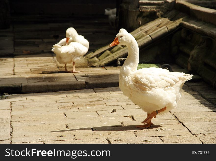 Swans in barcelona cathedral garden. Swans in barcelona cathedral garden