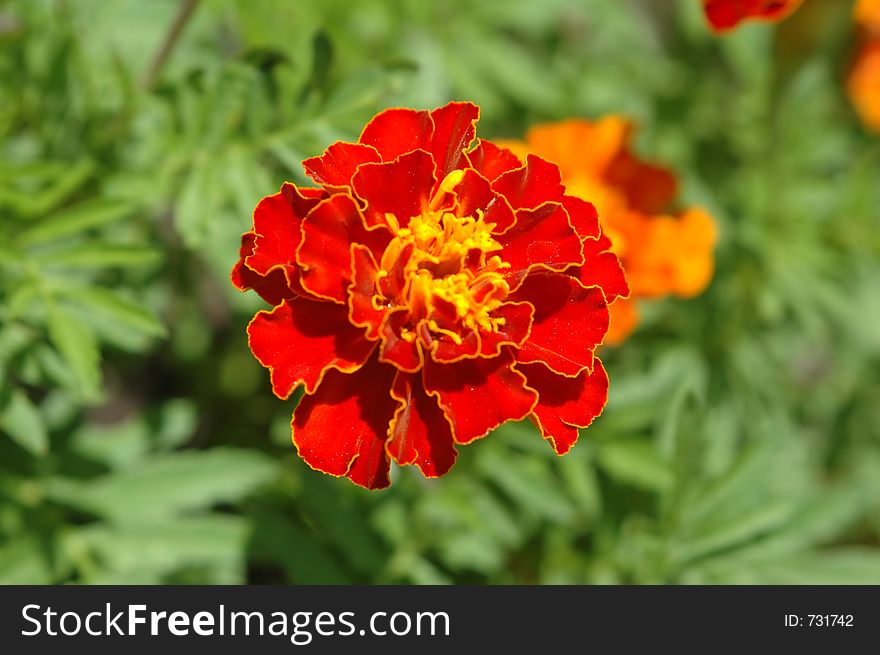 A marigold (Calendula officinalis) in the garden.