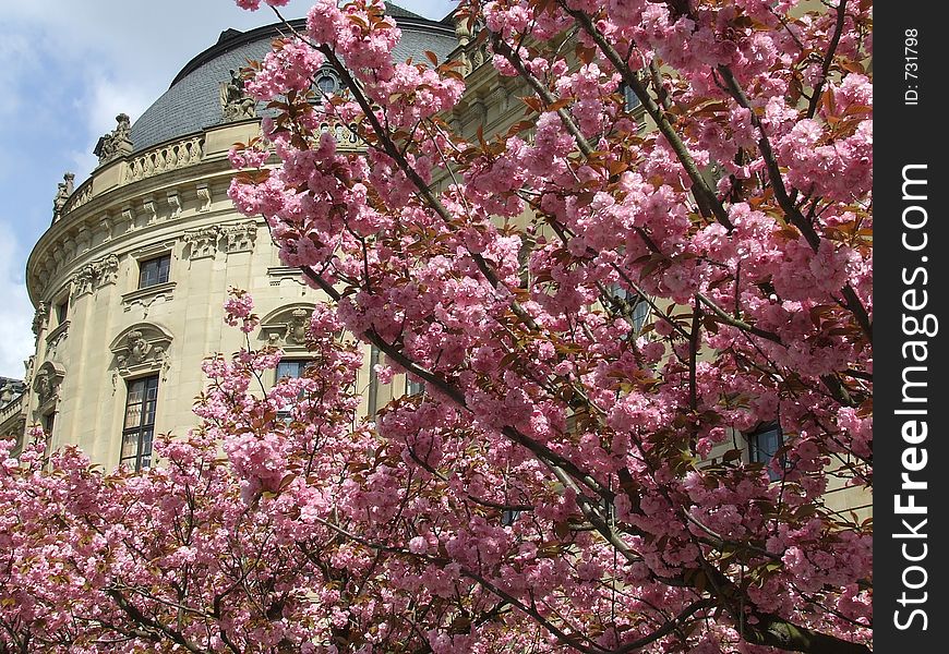 Spring blossoms with a palace in the background