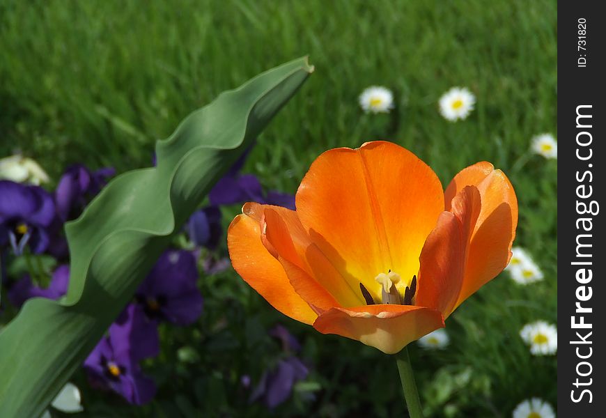 Composition of Tulip and grass. Composition of Tulip and grass